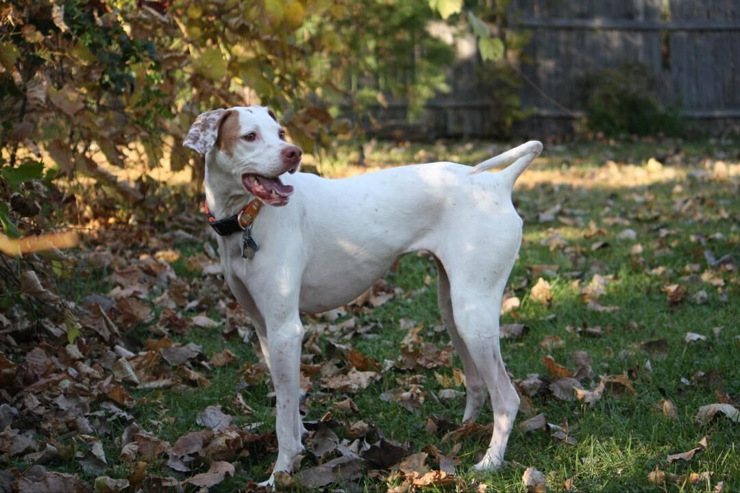 #37. Pointer (tie)